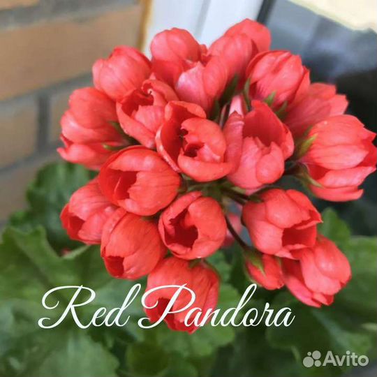 Пеларгония тюльпановидная