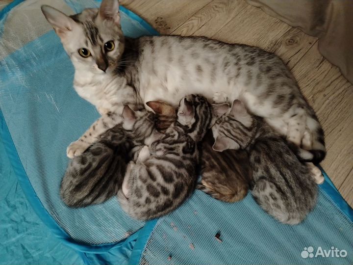 Бенгальские котята