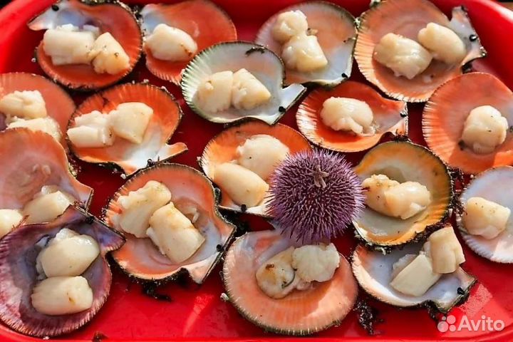 Морской гребешок