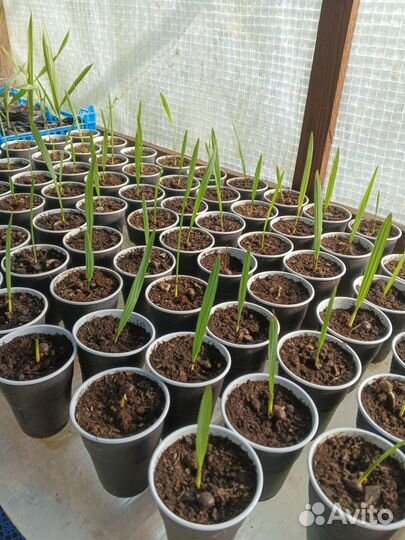 Саженцы пальм Сабаль малый и Вашингтония