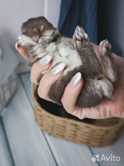 Карликовый кролик рекс