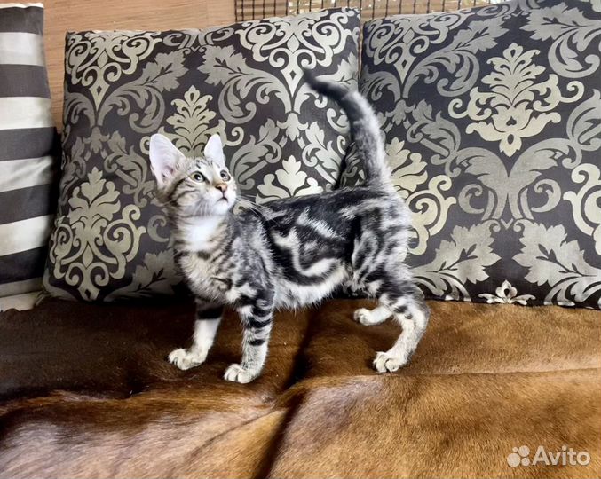 Роскошная Чаузи ф2 кошечка Монако