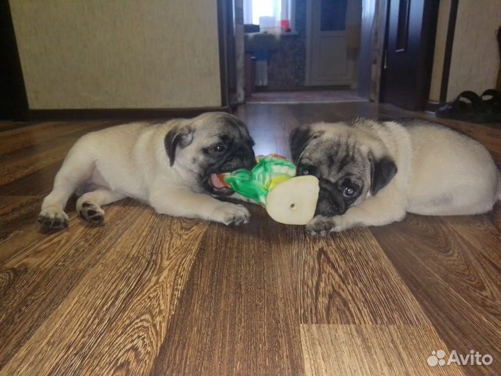 Щенки мопса