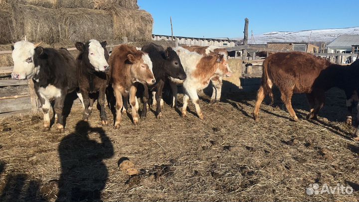 Телки и бычки