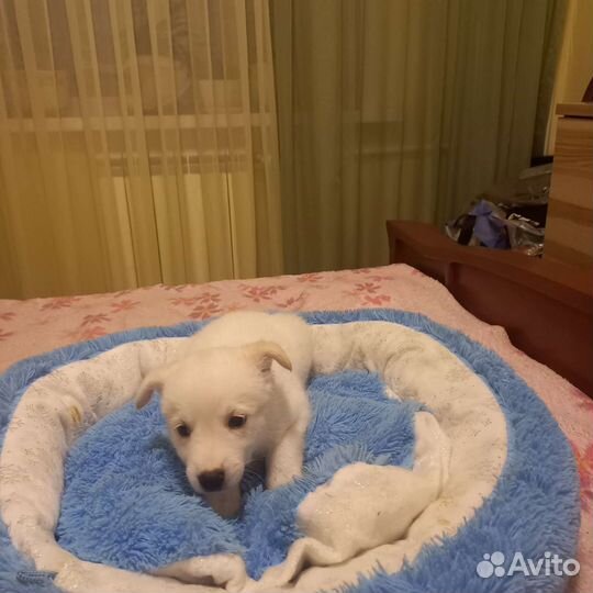 Собака в добрые руки щенок