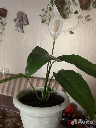 Спатифиллум