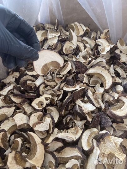 Грибы Лисички Белый гриб