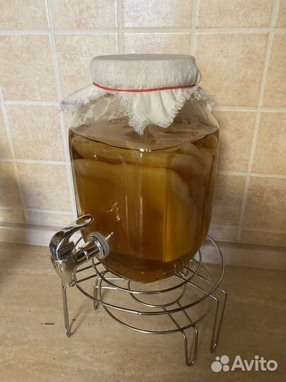 Чайный гриб