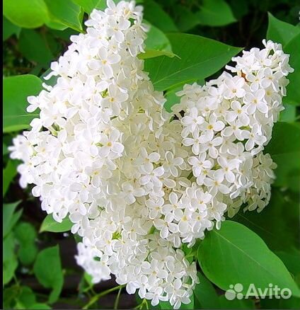 Белая сирень, махровая сирень, Малиноклен