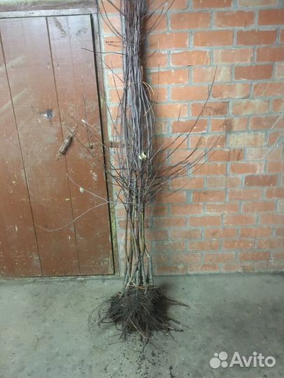 Саженцы яблони на карликовом и полукарликовом подв