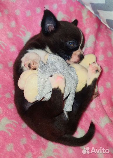 Очень кукольная минюшечка чихуахуа,доставка