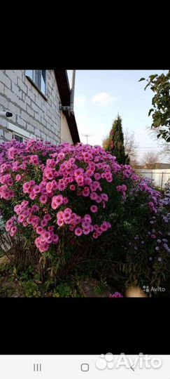 Октябрины. Цветет до ноября