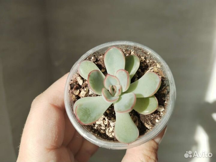 Крестовник роули, оттона, эхеверия и др суккуленты