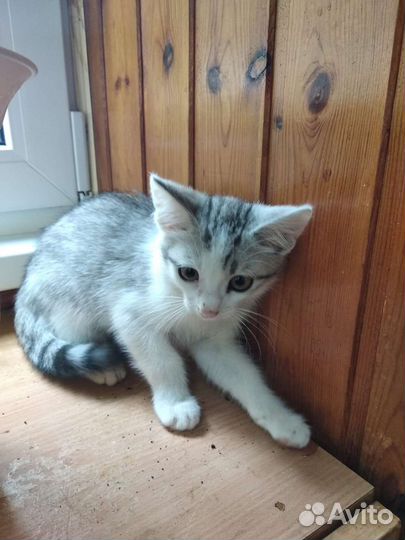 Котенок ищет семью