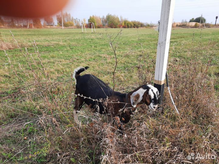 Англо-нубийская коза