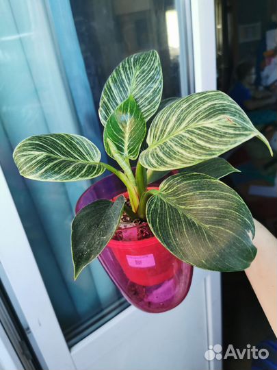 Филодендрон биркин