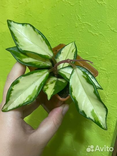 Хойя карноза, карноза триколор, вайети