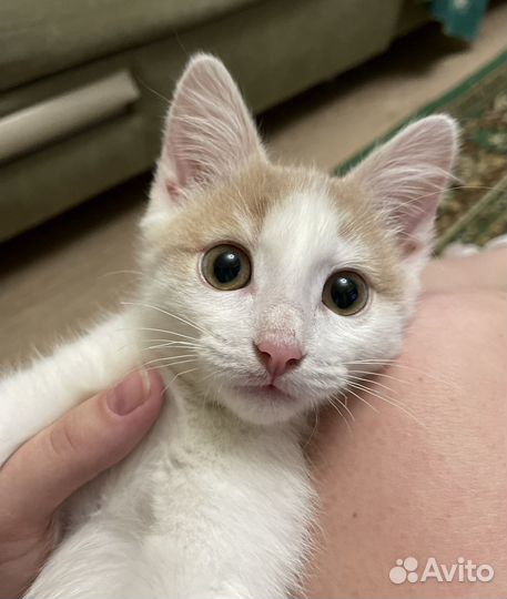 Котенок в дар