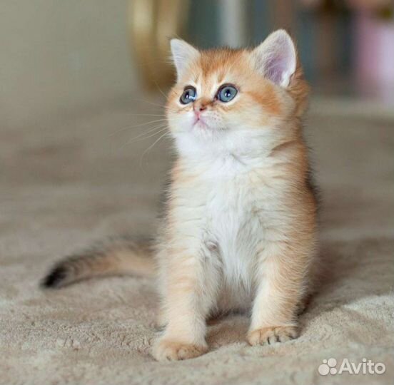 Кошечка золотая шиншилла