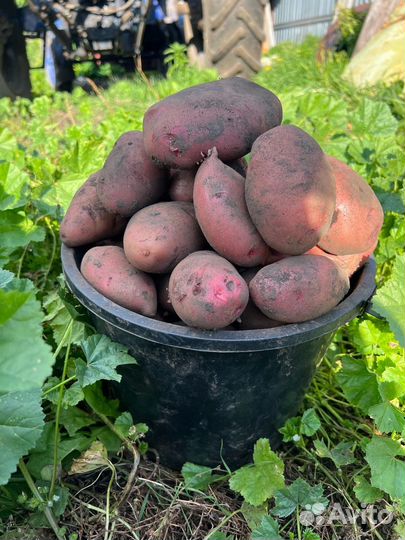 Картофель деревенский