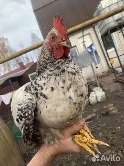 Молодые петухи