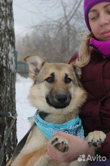 Ласковая девочка Винки грустит в приюте
