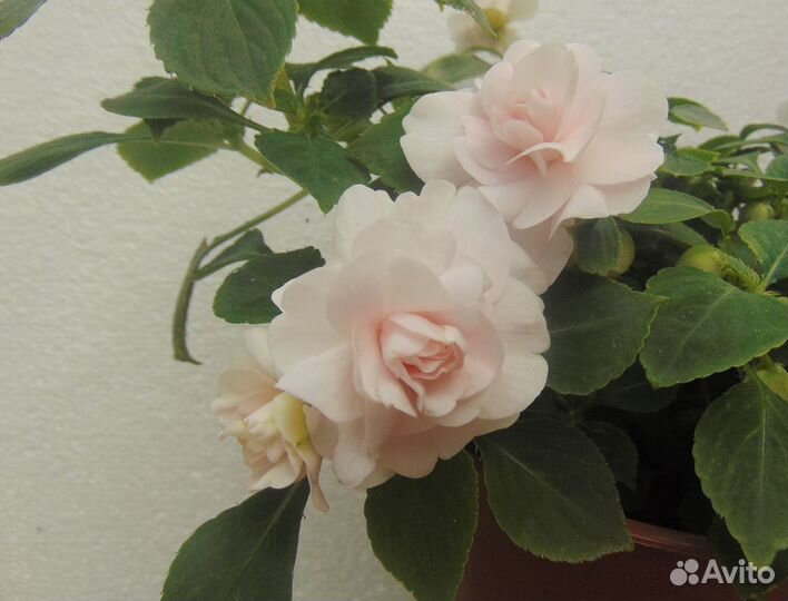 Бальзамины