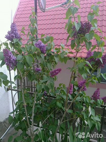 Сирень саженцы
