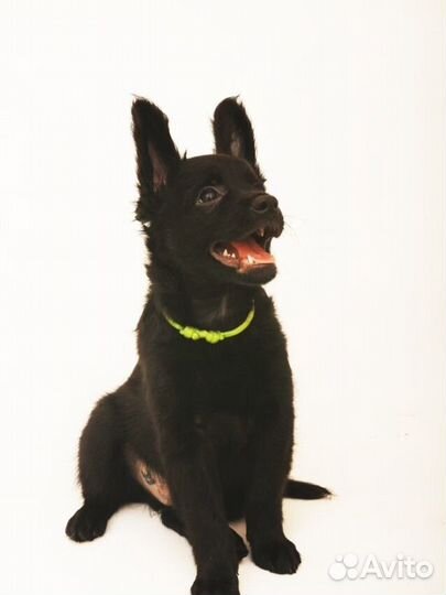 Щенки ксолоитцкулинтли