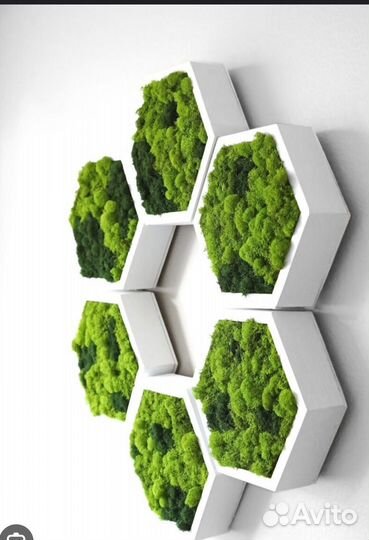 Стабилизированный мох