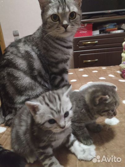 Британские котята
