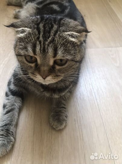 Шотландская