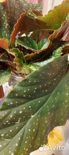 Бегония коралловая