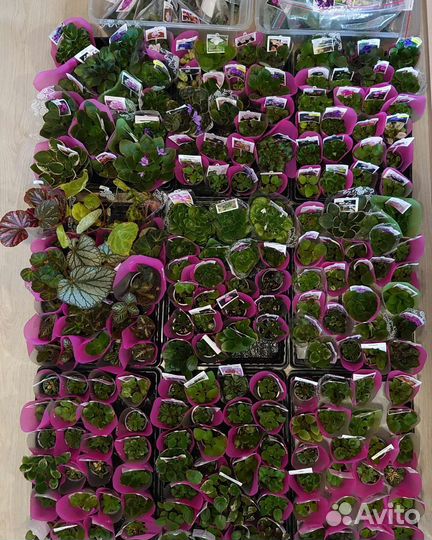 Сортовые фиалки мини