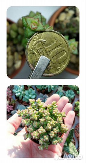 Суккуленты