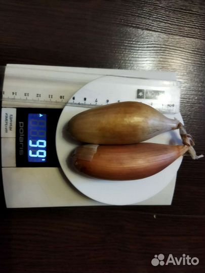 Лук шалот семейный сортовой