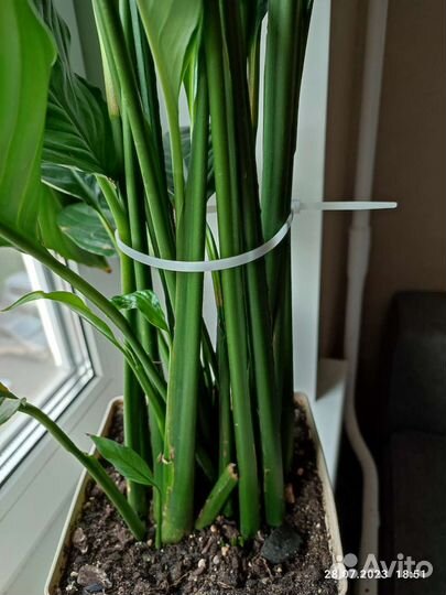 Спатифиллум себастьяно свит