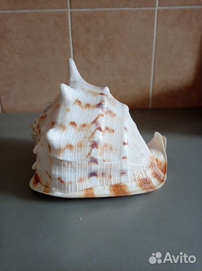 Ракушка