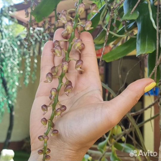 Аэридес/ эридес/ орхидея семена