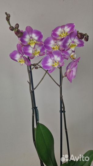 Орхидея фаленопсис