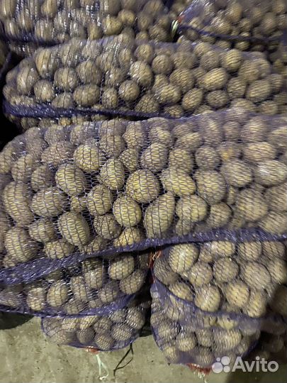 Картофель свежий