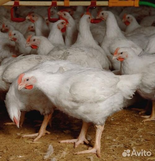 Куры бройлеры живым весом. Кобб 500