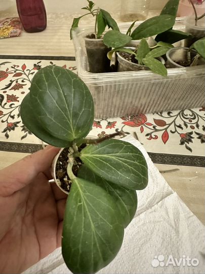 Укорененные черенки хой