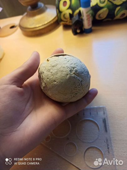 Окаменелость: морской ёж