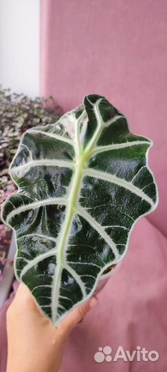 Алоказия Полли