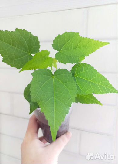 Комнатные цветы.обмен