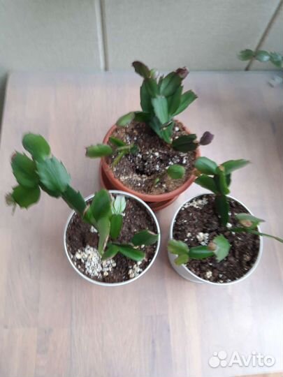 Декабрист шлюмбергера