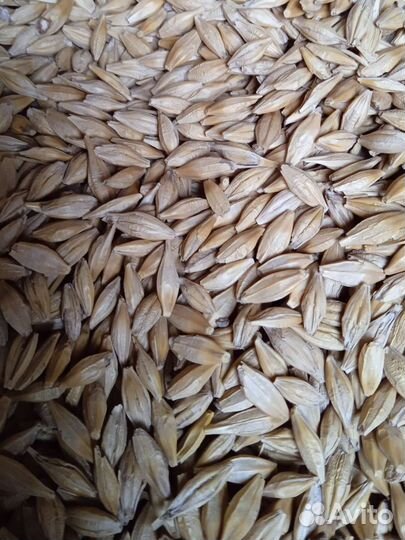 Пшеница ячмень