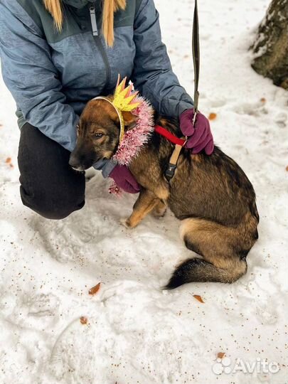 Ласковая и дружелюбная девочка грустит в клетке