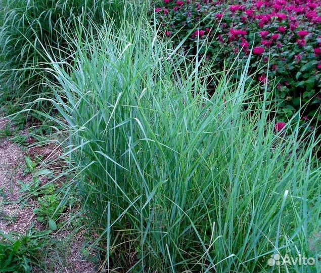 Просо прутьевидное стриктум